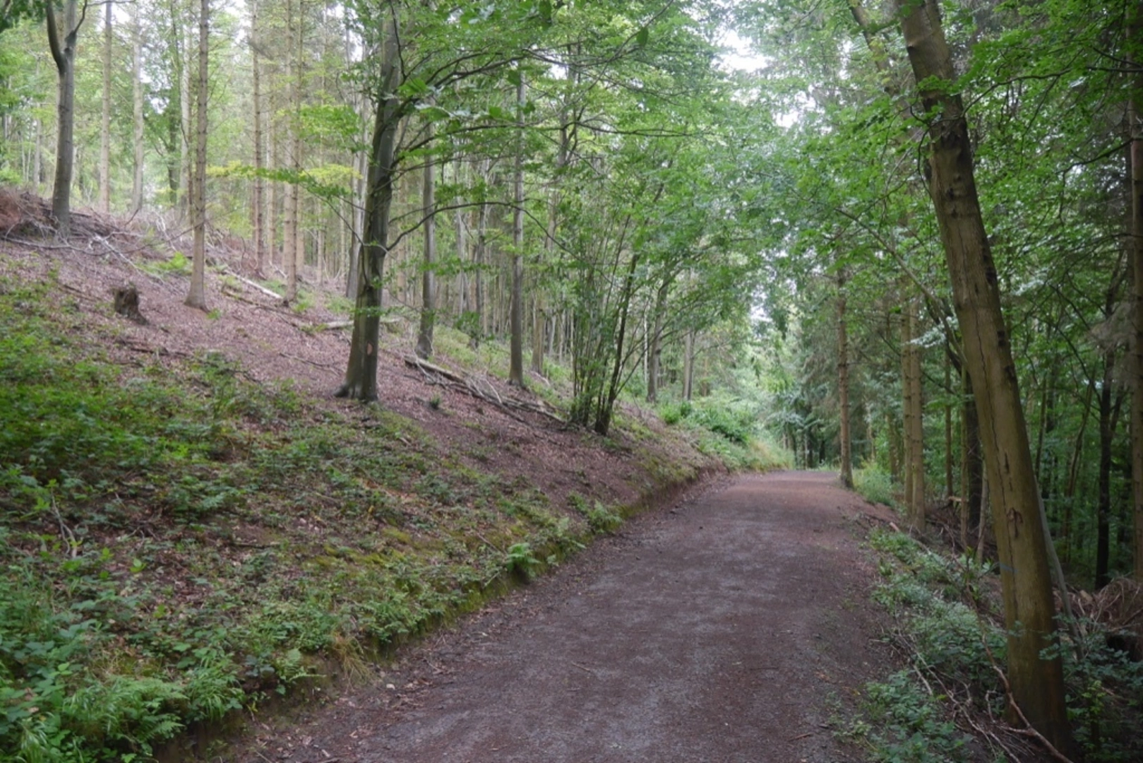 An image depicting the trail Credenhill Woods Loop and its surrounding area.