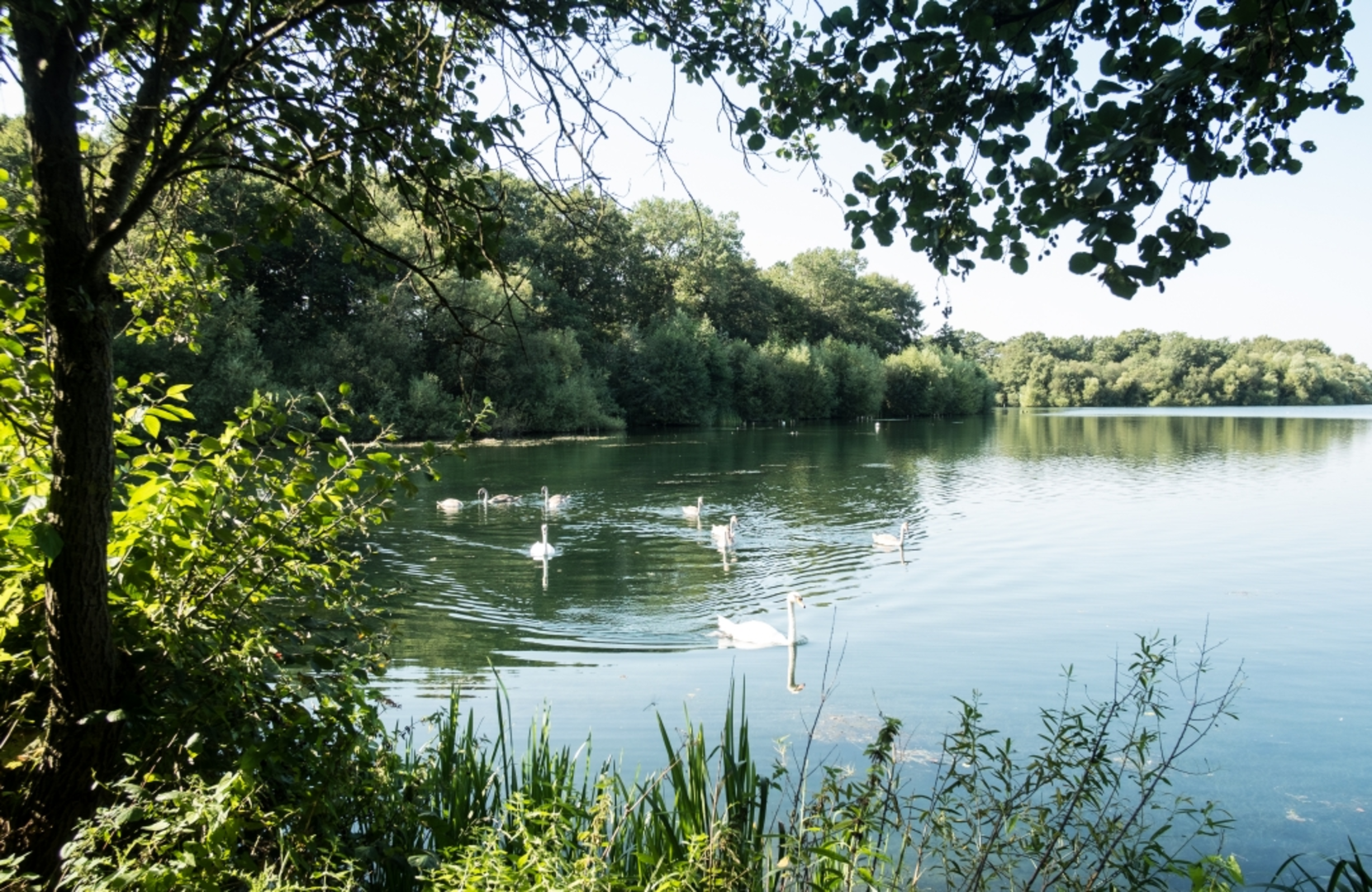 An image depicting the trail Aldenham Reservoir Loop and its surrounding area.