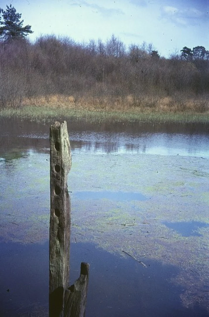 An image depicting the trail Cuttmill Pond and Tatford Hatch Loop and its surrounding area.