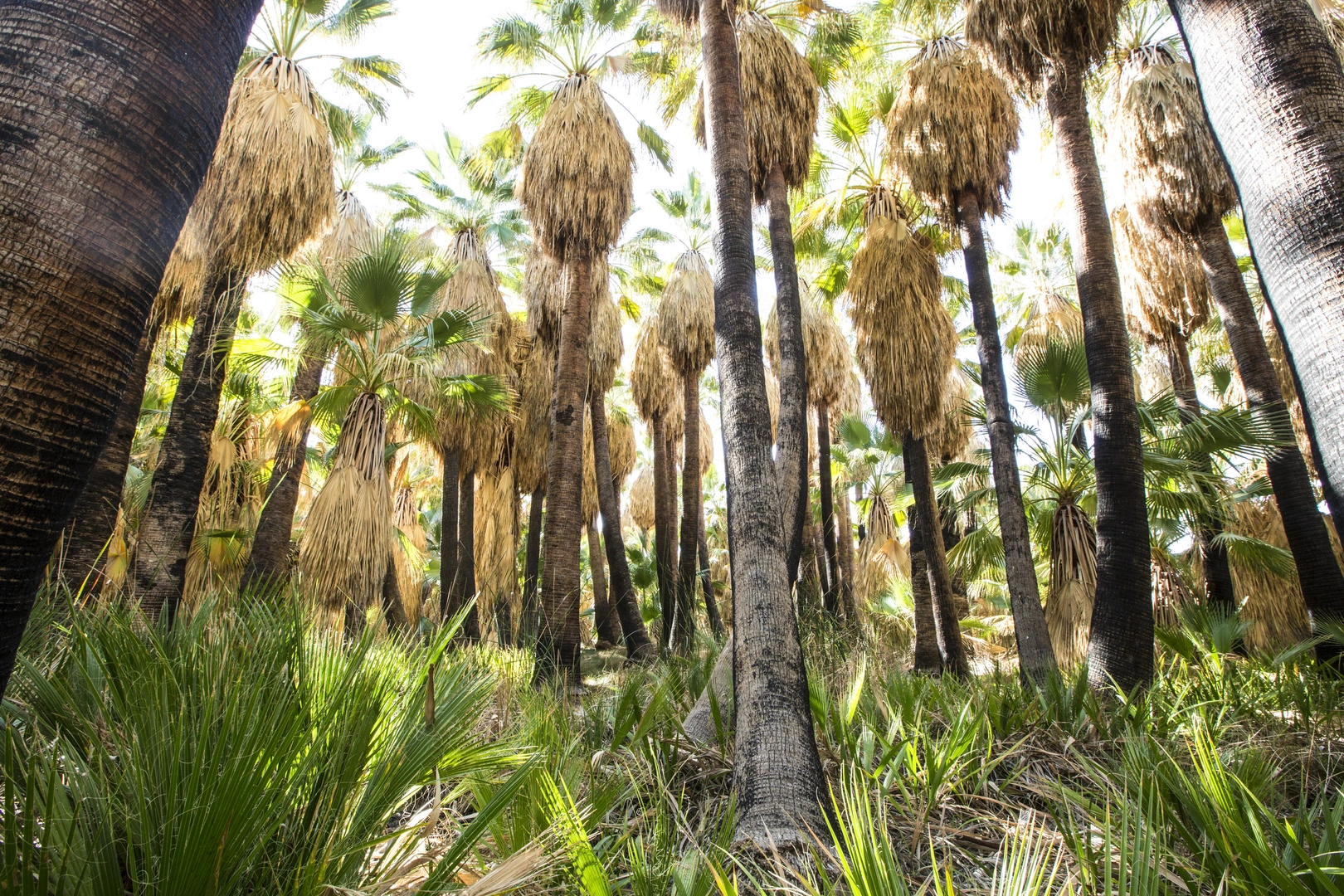 An image depicting the trail San Andres Loop Trail and its surrounding area.