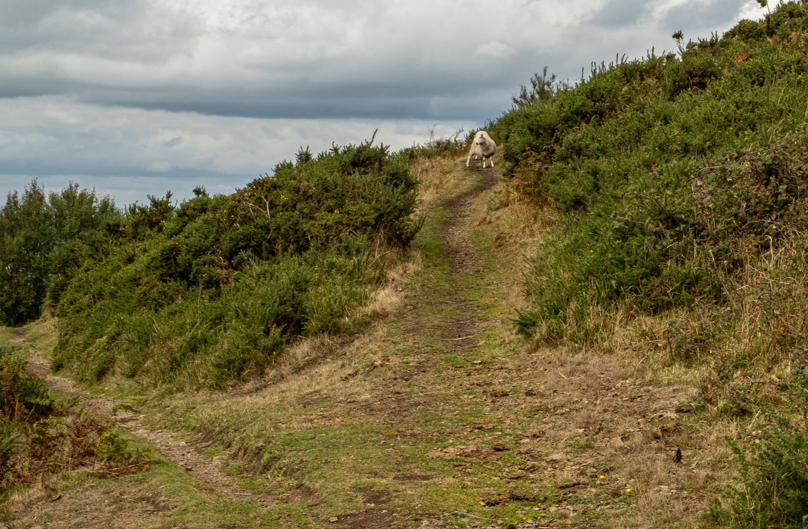 An image depicting the trail Worcestershire Way and its surrounding area.
