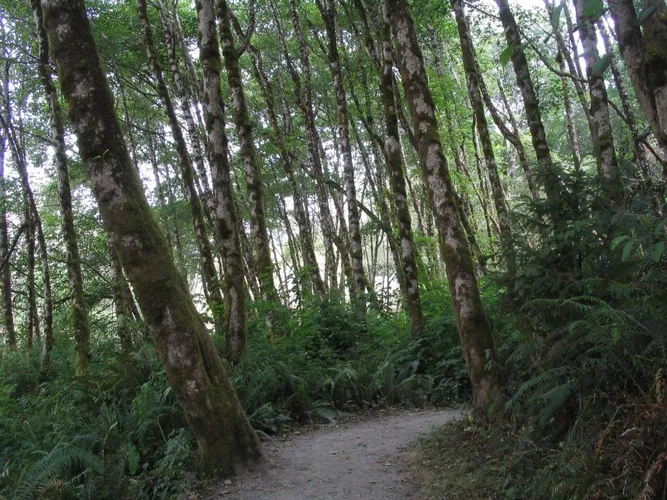 Crossover Road Trail