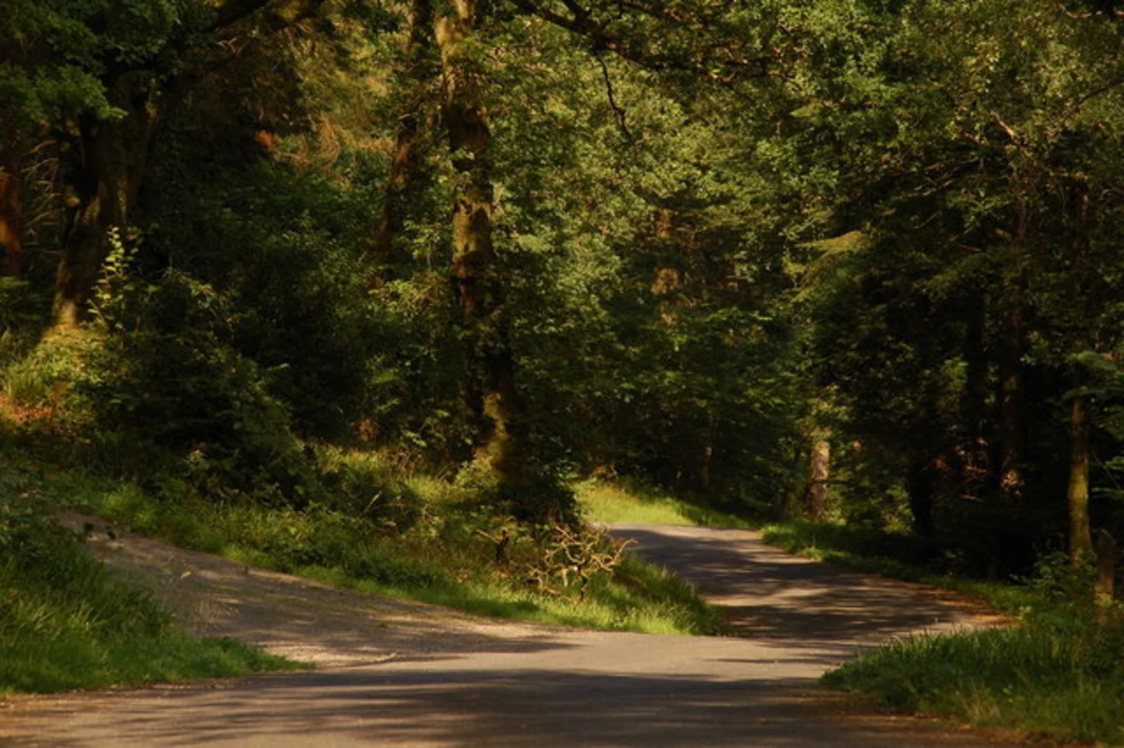 An image depicting the trail Rostrevor Forest Loop and its surrounding area.