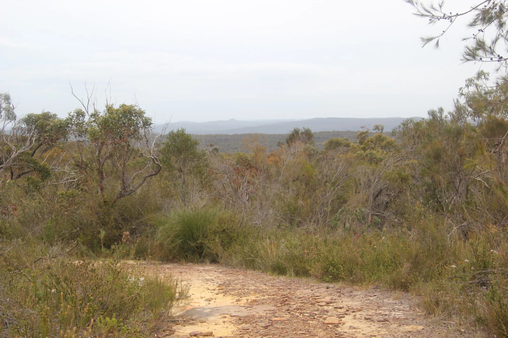 An image depicting the trail Topham Track and its surrounding area.