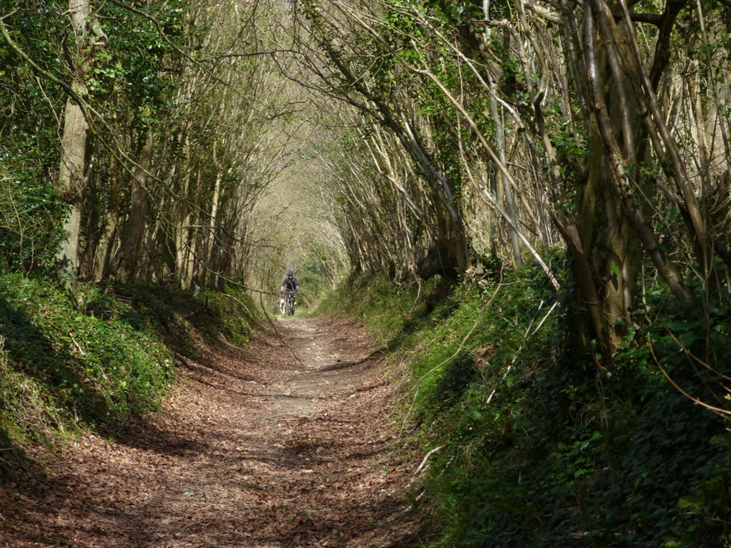 Racton, Stoughton and Compton Loop via Stansted Park | West Sussex | E