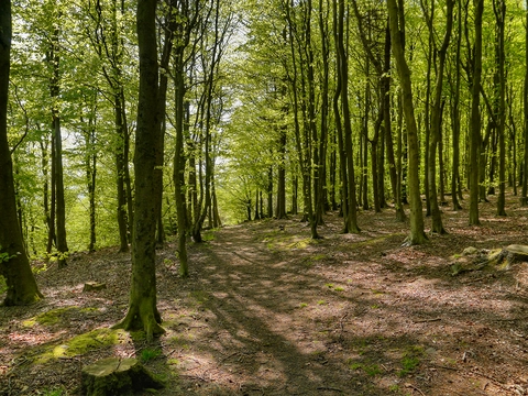 Memorial Forest Loop - Montcliffe