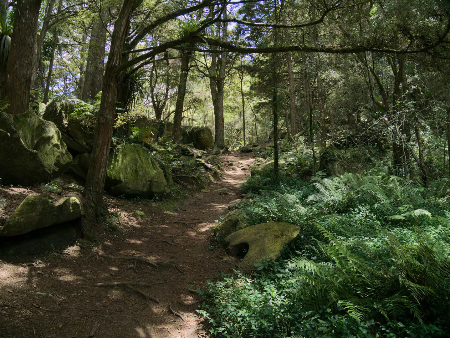 An image depicting the trail Waipu Caves Track and its surrounding area.
