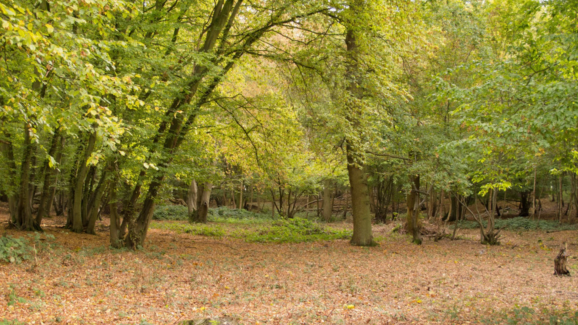 An image depicting the trail Parndon Wood Loop and its surrounding area.