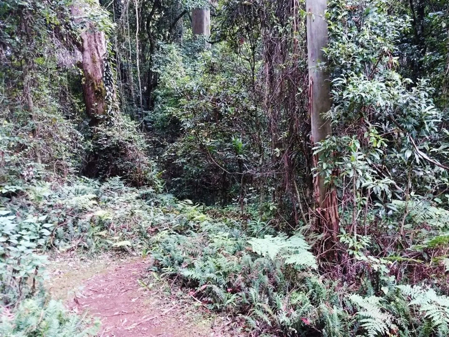 An image depicting the trail Araucaria Falls Track and its surrounding area.