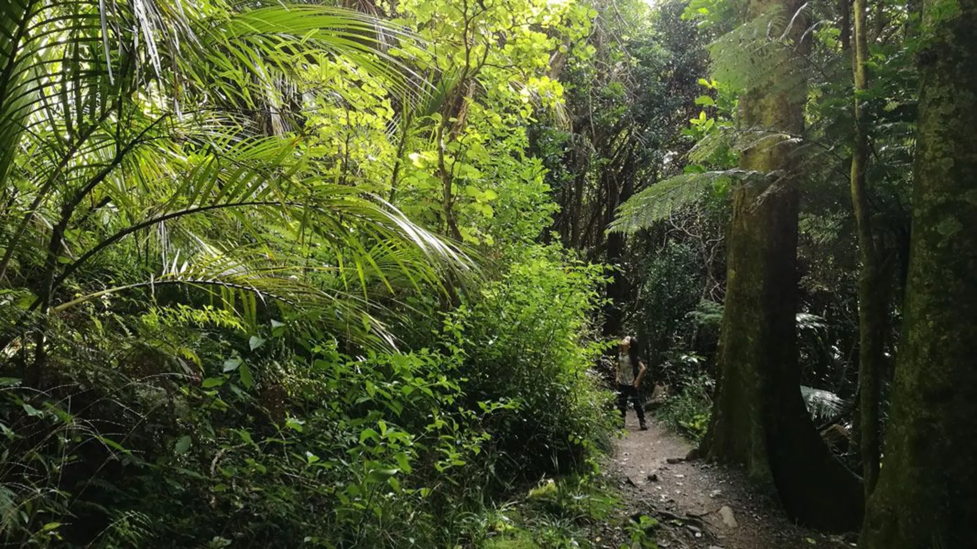 An image depicting the trail Kohekohe Walk and its surrounding area.