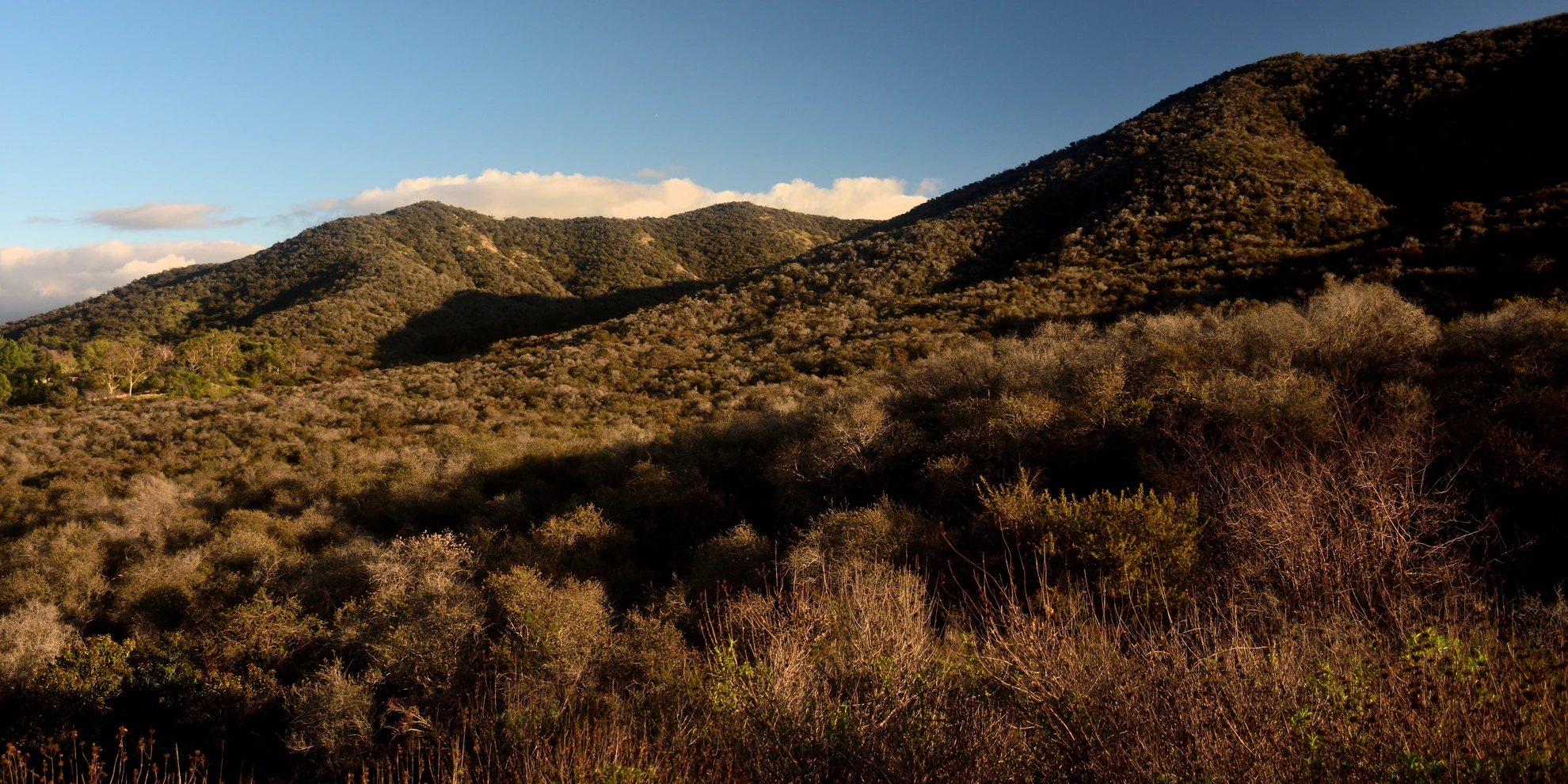 An image depicting the trail Lynn Oaks Park via Spring Canyon Trail and its surrounding area.