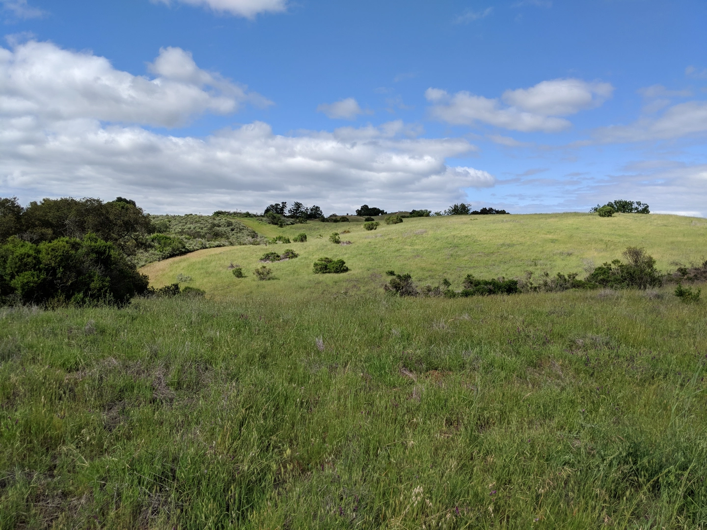 An image depicting the trail Stevens Creek, Lookout Trail and Hayfield Trail Loop and its surrounding area.