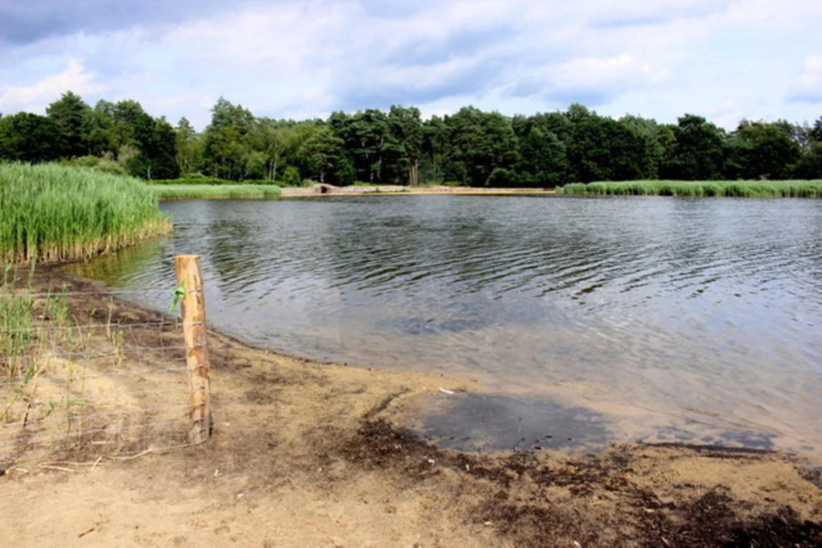 An image depicting the trail Frensham Ponds Loop and its surrounding area.