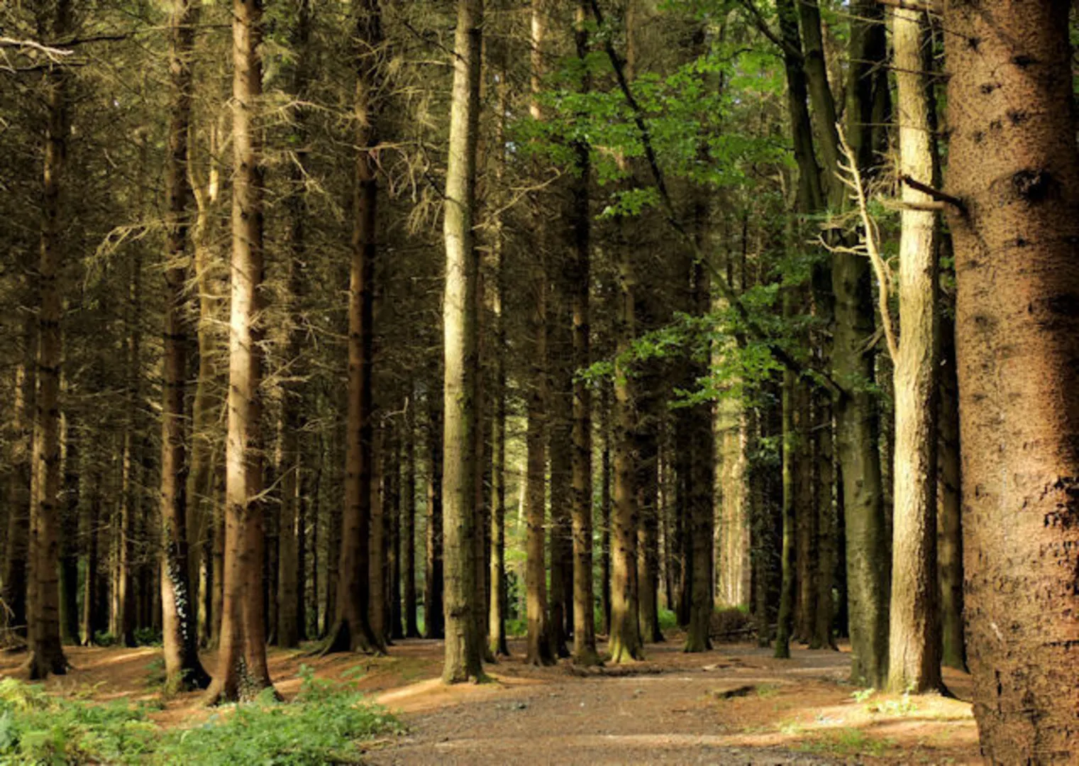 An image depicting the trail Somerset Forest Loop and its surrounding area.