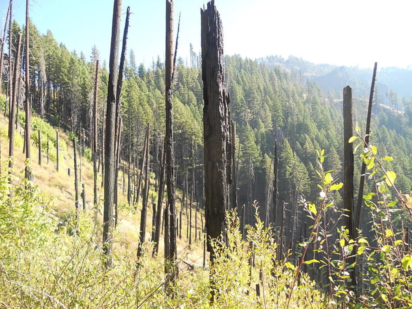 An image depicting the trail Illahee Flat Trail and its surrounding area.