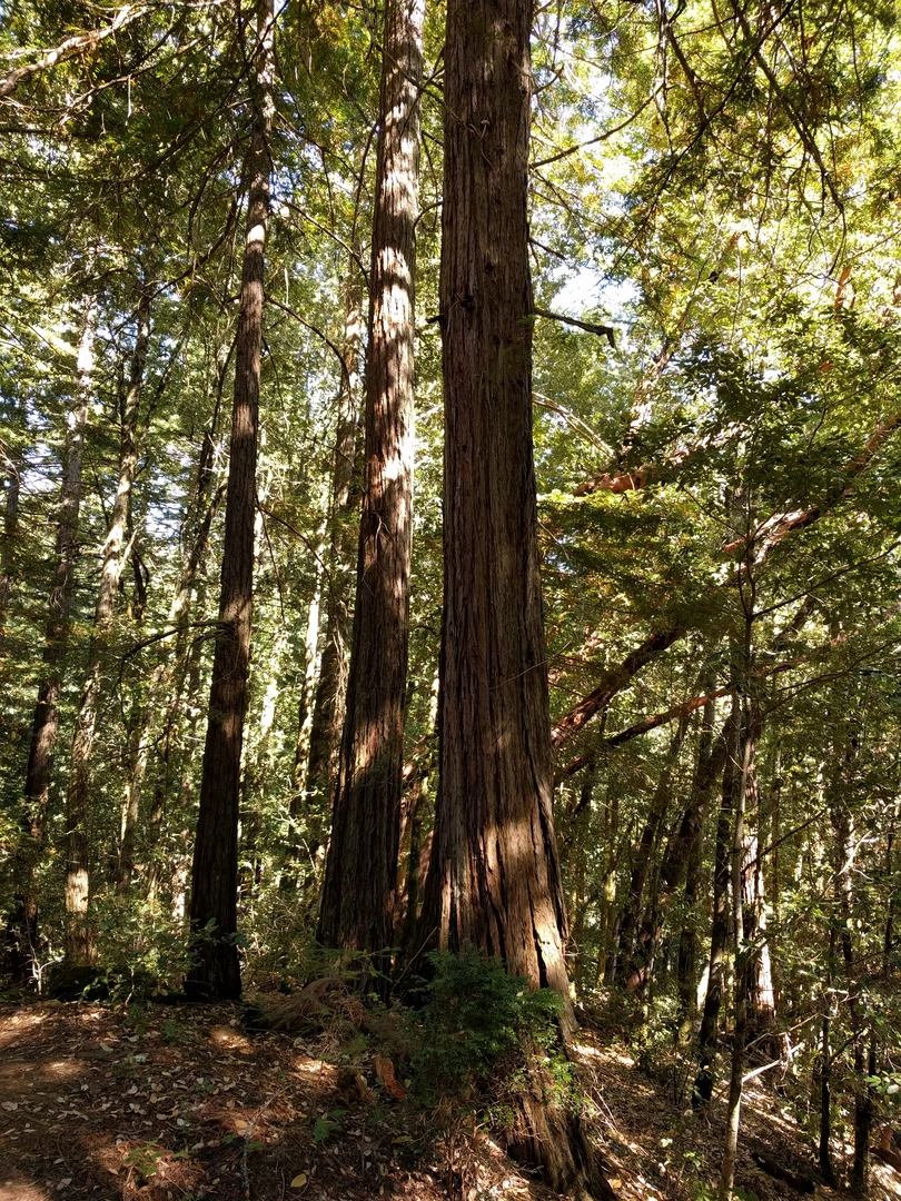 An image depicting the trail El Corte de Madera Creek and Tafoni Loop Trail and its surrounding area.