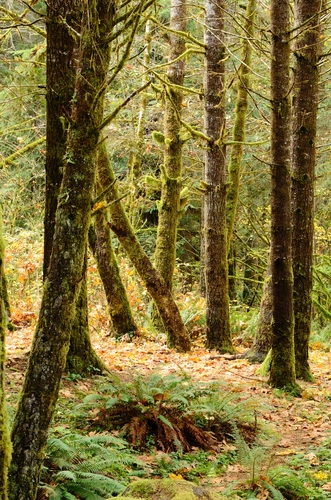 North Umpqua Trail