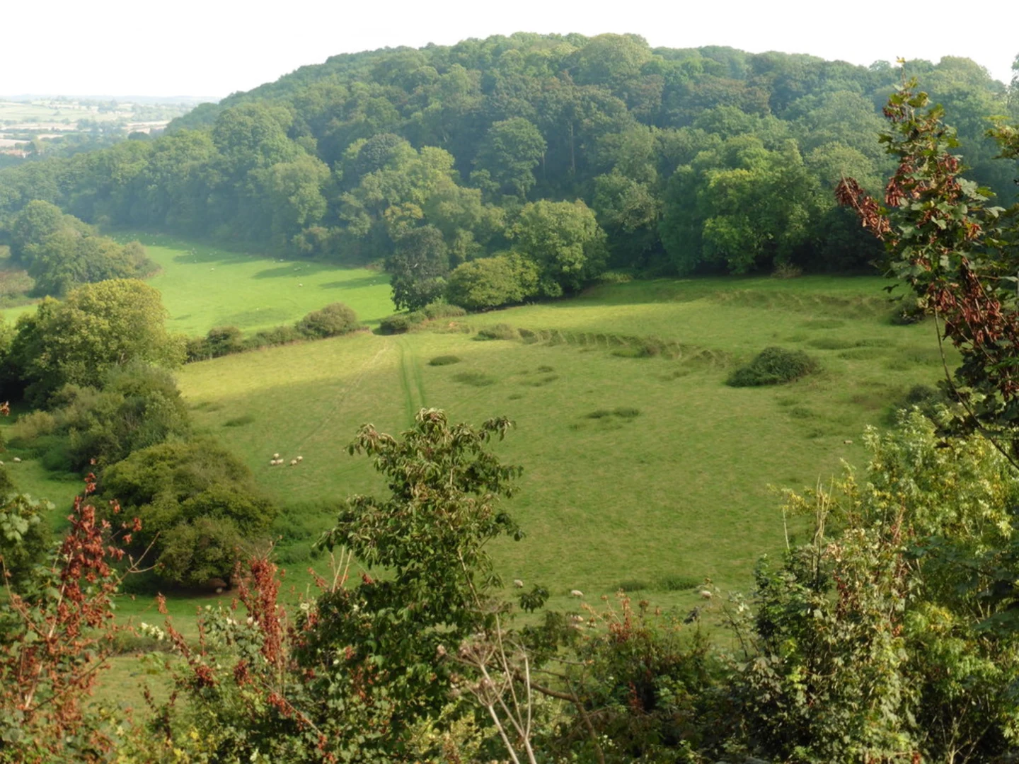 Hamdon Hill Wood, Hedgecock Hill Wood and Montacute Castle Loop | Some