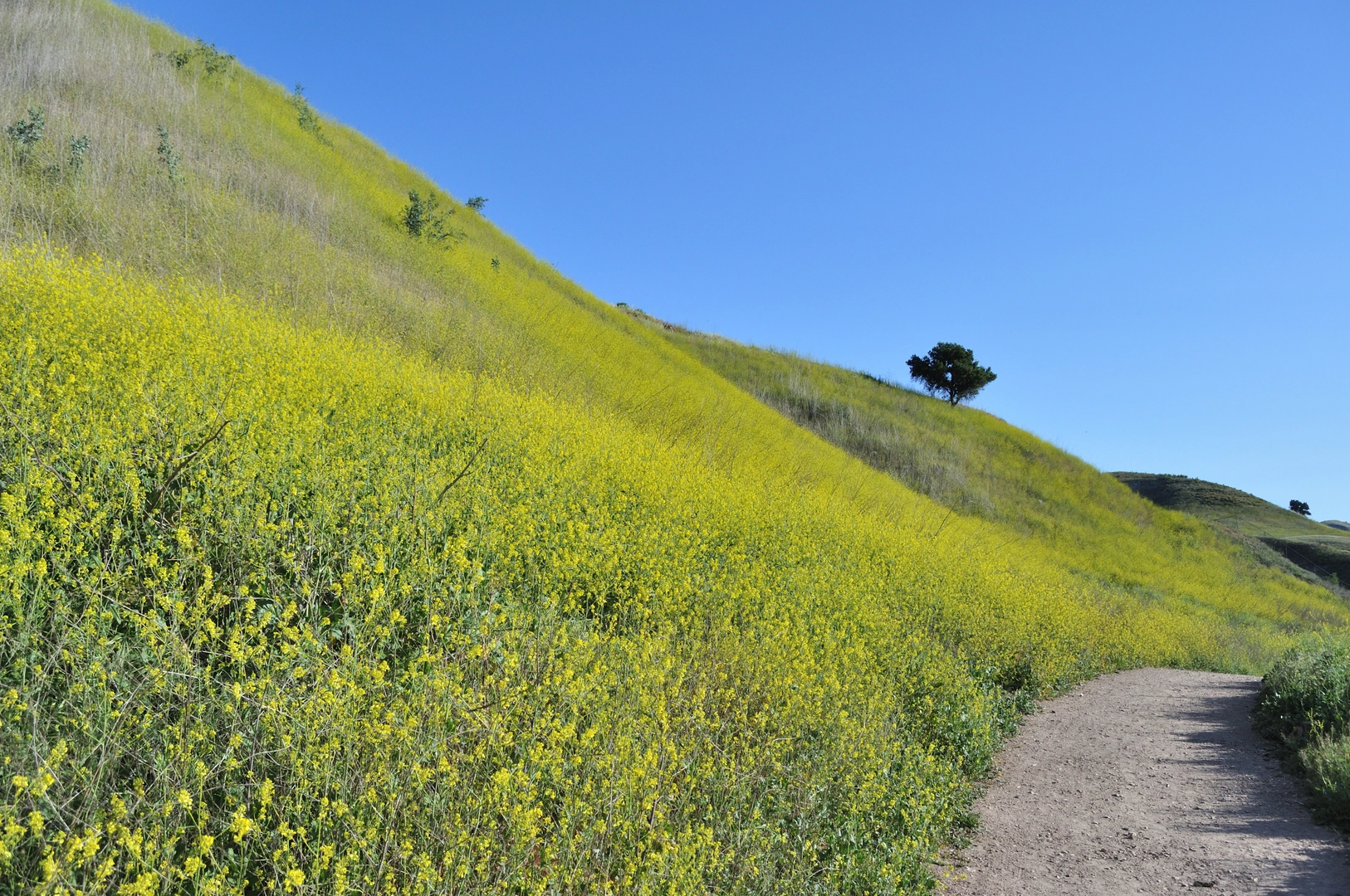 An image depicting the trail East and Upper Las Virgenes Canyon Upper Las Virgenes Canyon Loop Trail and its surrounding area.