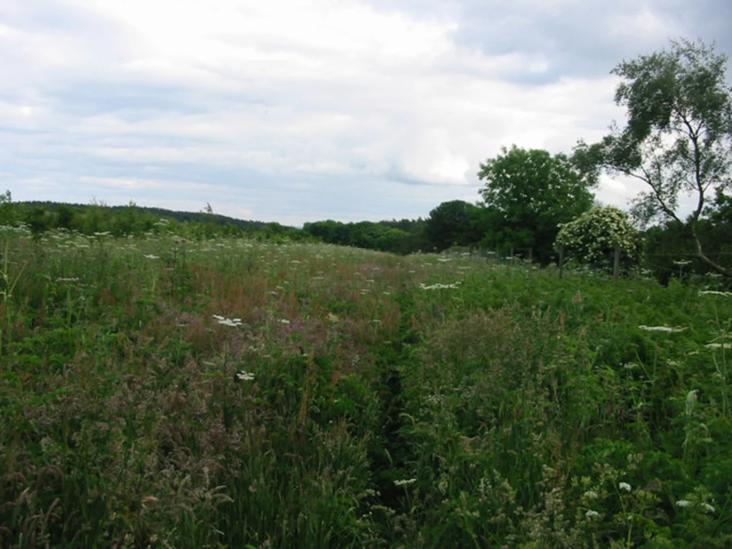 An image depicting the trail Hedley Hall Woods Loop and its surrounding area.