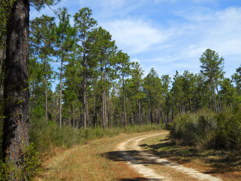 Bigfoot Horse Trail