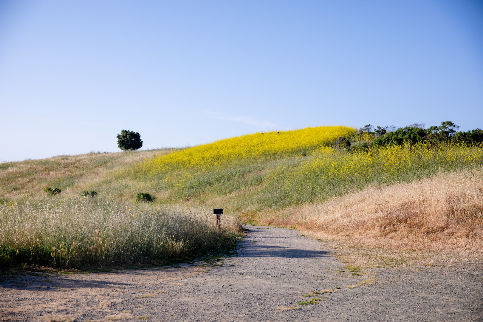 An image depicting the trail Stephen E Abbors - Upper Wildcat Canyon - Lower Meadow Loop Trail and its surrounding area.