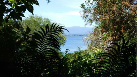 Pukawa Bay Walk - Pukawa Bush Walk Loop