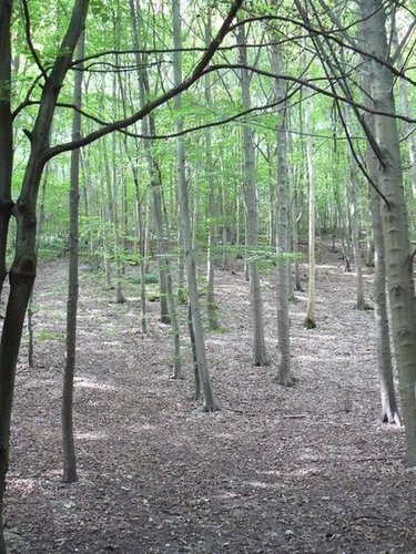 Millington Woods