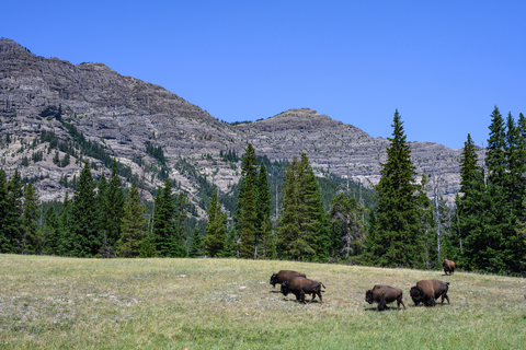 Pebble Creek Trail to Bliss Pass