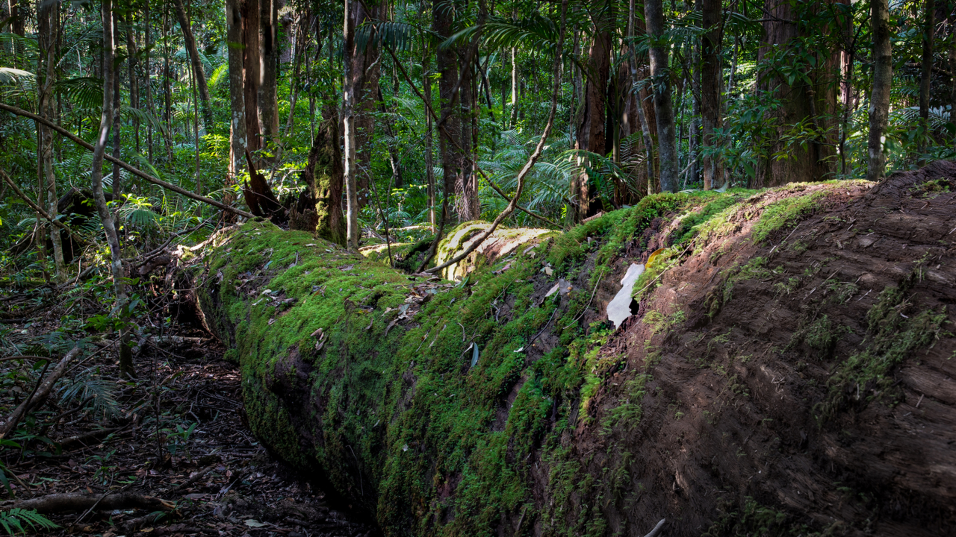 An image depicting the trail Piccabeen Walk and its surrounding area.