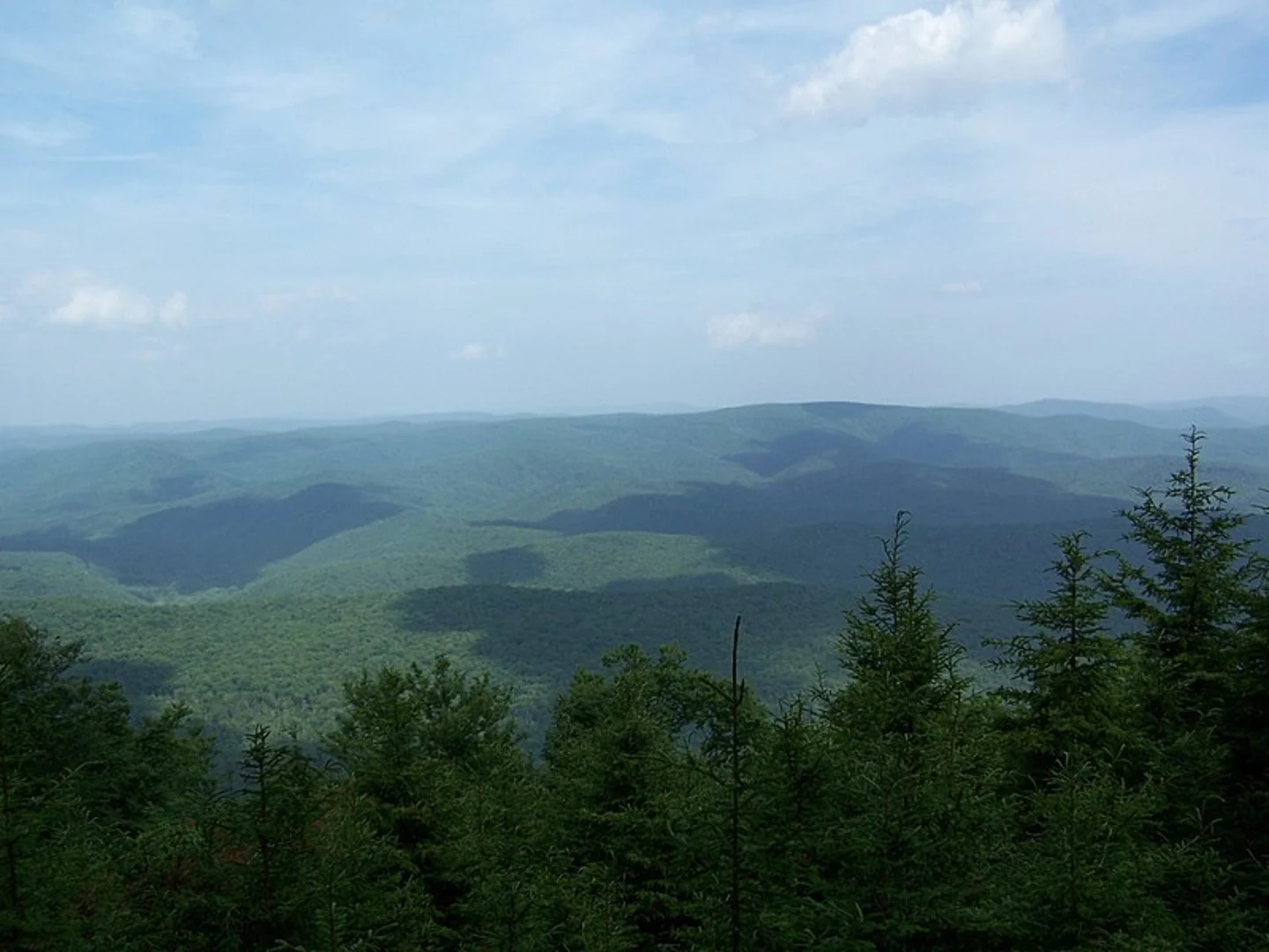 An image depicting the trail Shavers Fork Trail and its surrounding area.