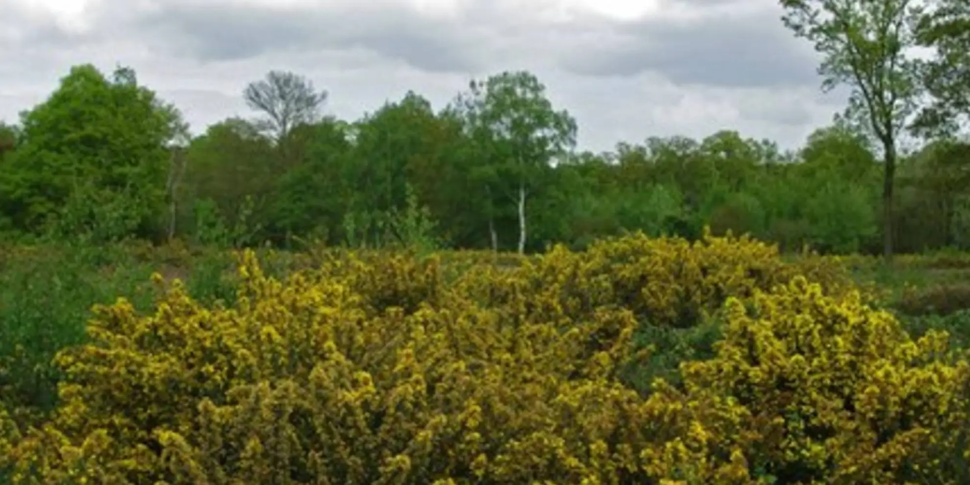 An image depicting the trail Danbury Common to Lingwood Common Walk - Chelmsford - Essex and its surrounding area.