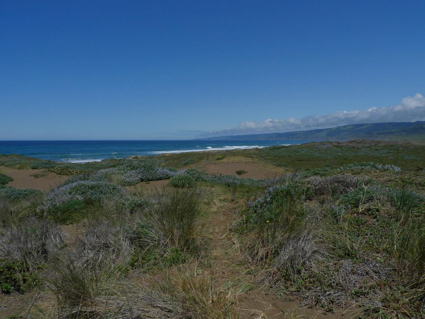 An image depicting the trail Stoneboro Beach Access Trail and Manchester State Beach Walk and its surrounding area.