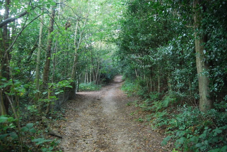 Weardale Wood Loop