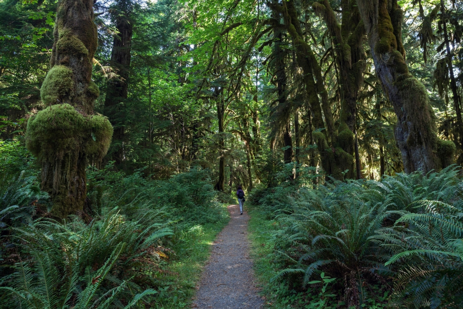 An image depicting the trail Maple Glade Nature Trail and its surrounding area.