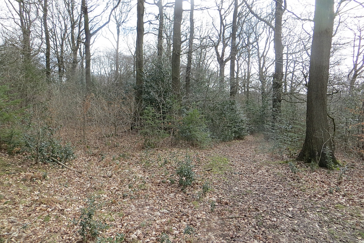 Upper Wood Loop