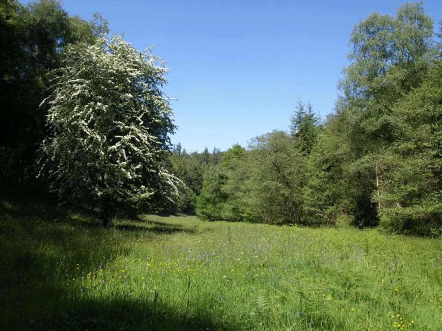 An image depicting the trail Hart Hill and Great Wood Loop and its surrounding area.