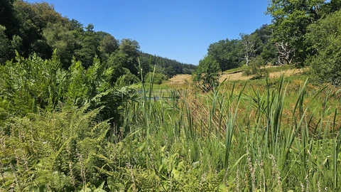 Stourhead Lakes Loop