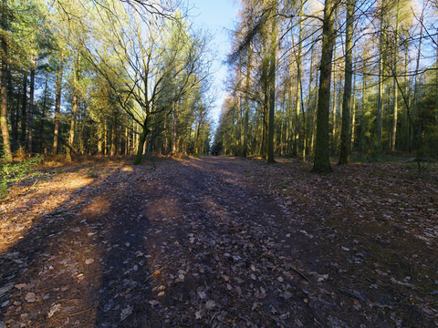 Blidworth Wood via Robin Hood Way