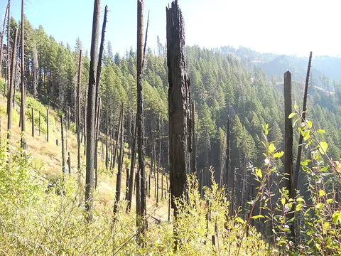 Bradley Trail
