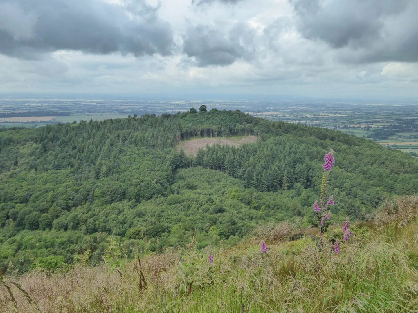 An image depicting the trail Wood Hill Loop - Wood Hill Plantation and its surrounding area.