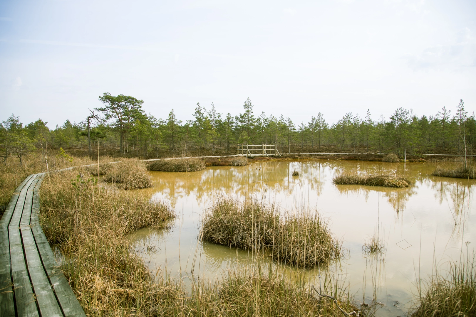 An image depicting the trail Wood and Waters Trail, Heron Marsh Trail and Barnum Brook Trail and its surrounding area.