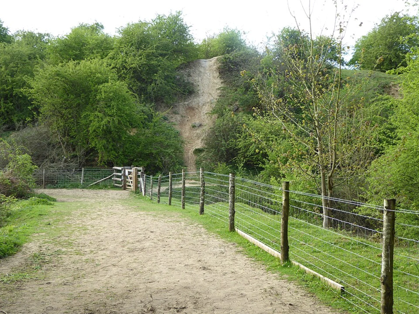 An image depicting the trail Twywell Plantation and Country Park Loop and its surrounding area.
