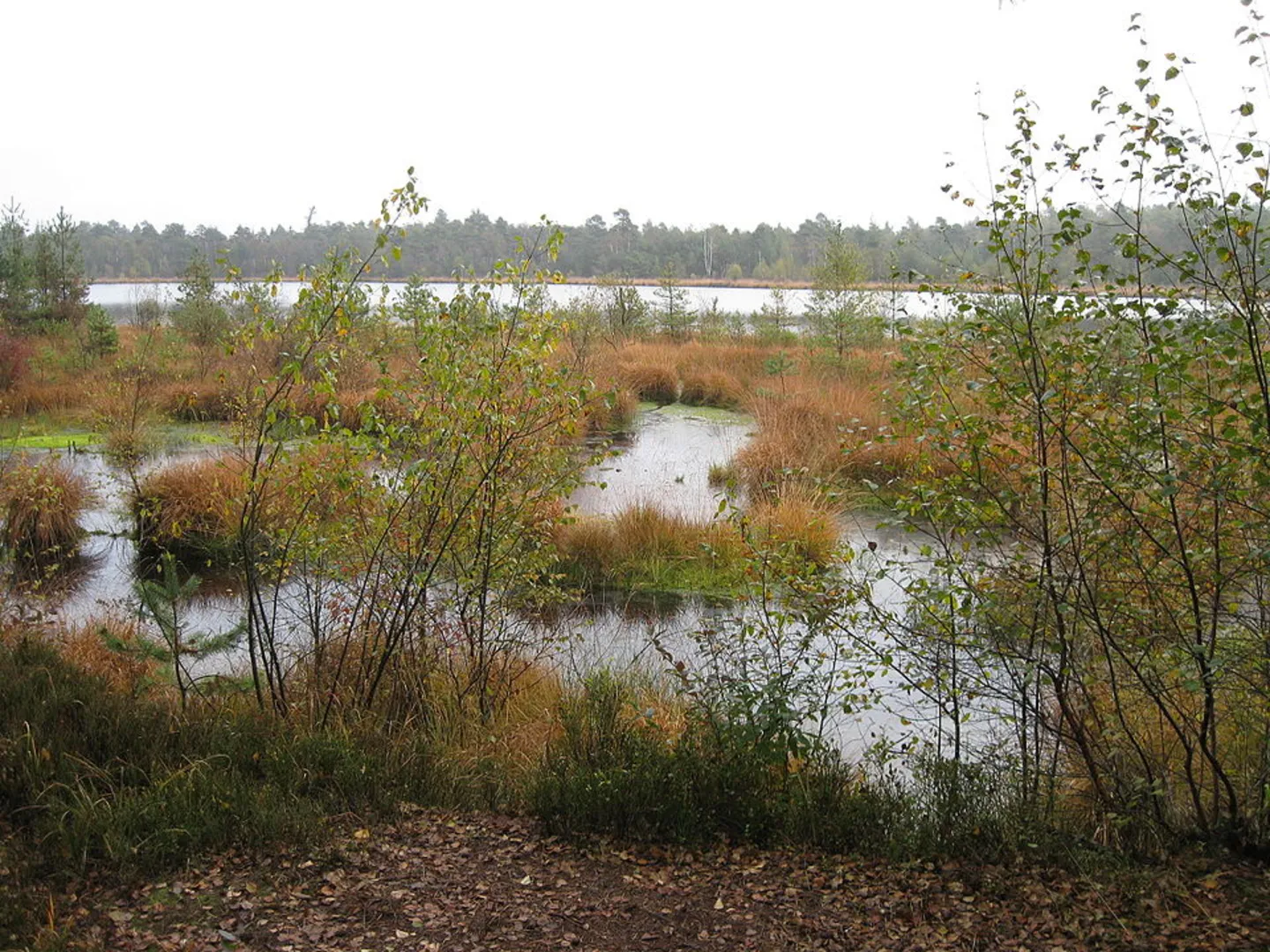 An image depicting the trail Grundloser See Loop via Moorerlebnispfad Grundloses Moor and its surrounding area.