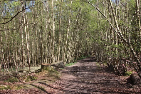 Five Hundred Acre Wood Pond Loop