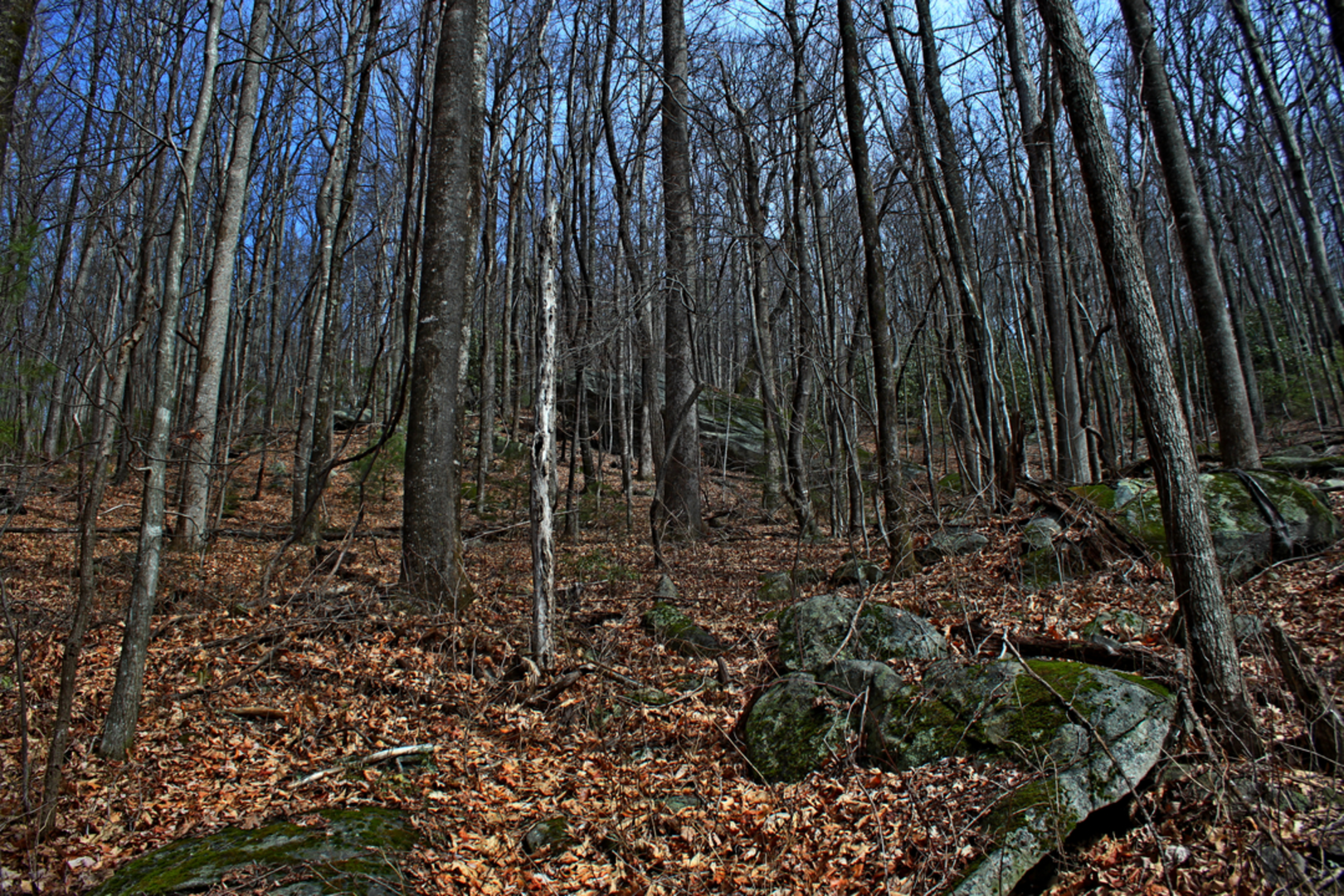 An image depicting the trail North Harpers Creek Falls Trail and its surrounding area.