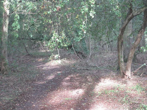 Harwick Wood