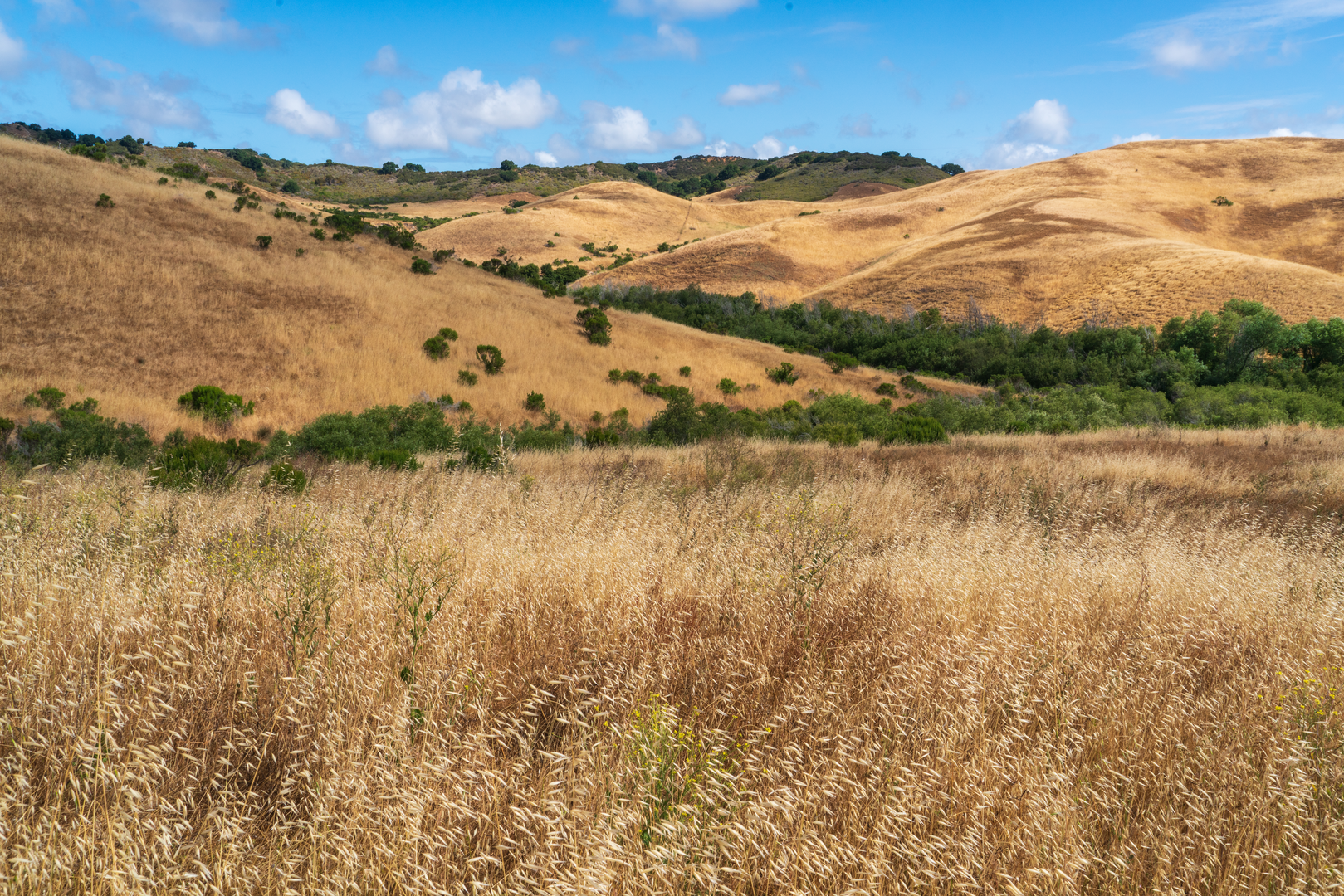 An image depicting the trail Oil Well Road Loop and its surrounding area.