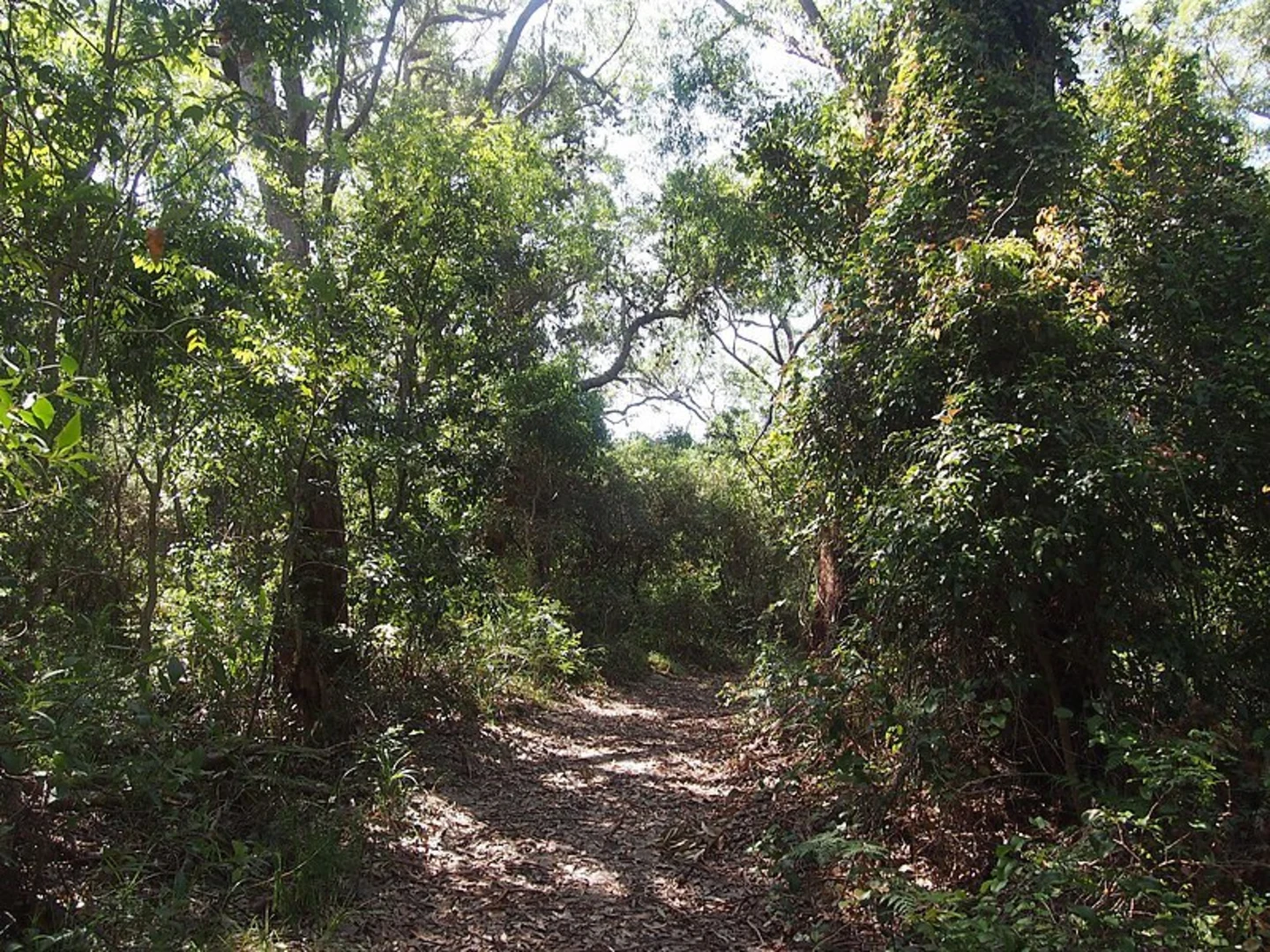 An image depicting the trail Lillypilly Loop Trail and its surrounding area.