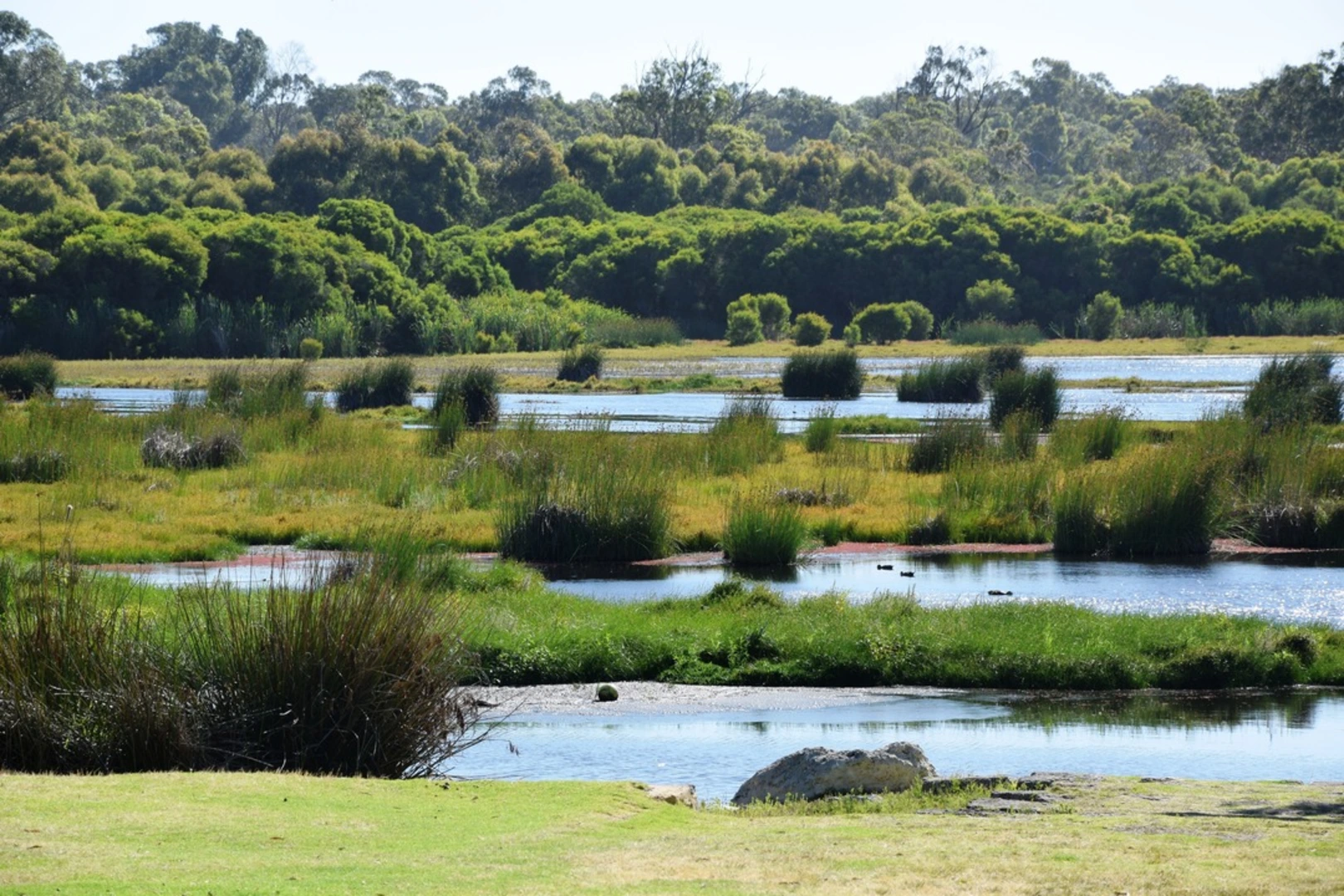 An image depicting the trail Wetlands Walk Trail and its surrounding area.